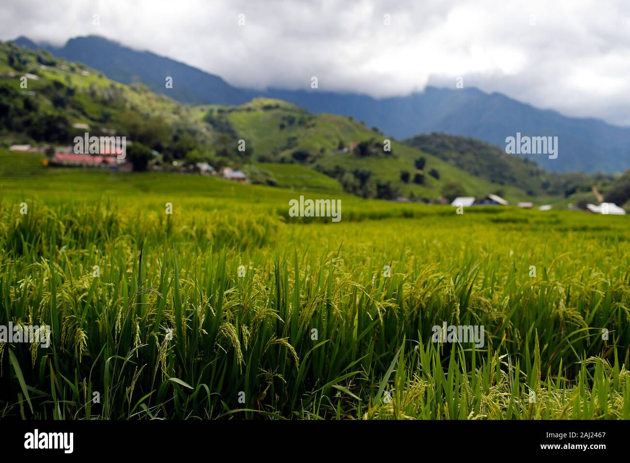 Rice fields on terraces, Sapa, Vietnam, Indochina, Southeast Asia, Asia Stock Photo