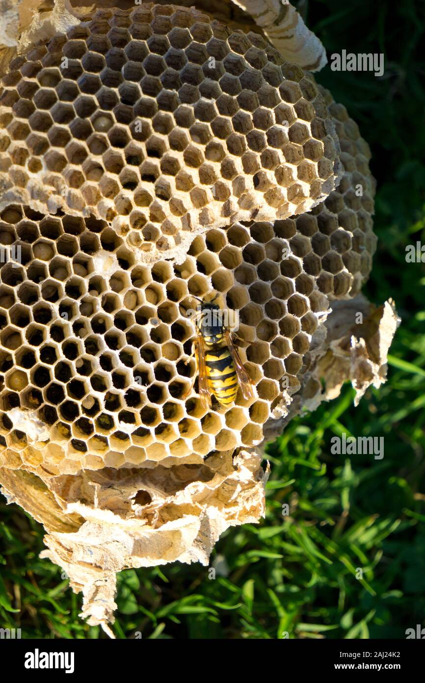 The remains of an abandoned wasp nest Stock Photo