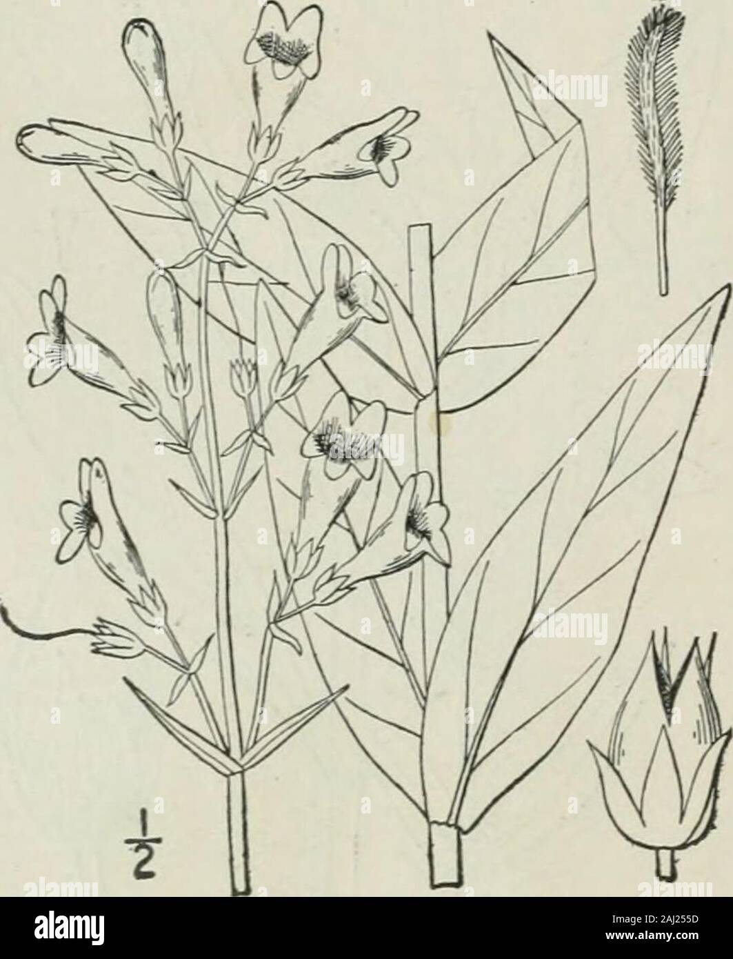 An illustrated flora of the northern United States, Canada and the British possessions : from Newfoundland to the parallel of the southern boundary of Virginia and from the Atlantic Ocean westward to the 102nd meridian . 13. Pentstemon acuminatus Dougl. Sharp-leaved Beard-tongue. Fig. 3767. Pentstemon acuminatus Dougl.; Lindl. Bot. Reg. pi.1285. 1829. Glabrous and glaucous; stem rather stout, strict,6-2° high, leafy. Leaves firm, entire, the lowerand basal ones oblong or spatulate, obtuse oracute, narrowed into petioles, the upper sessile^ orclasping, lanceolate or ovate-lanceolate, 2-3long; t Stock Photo