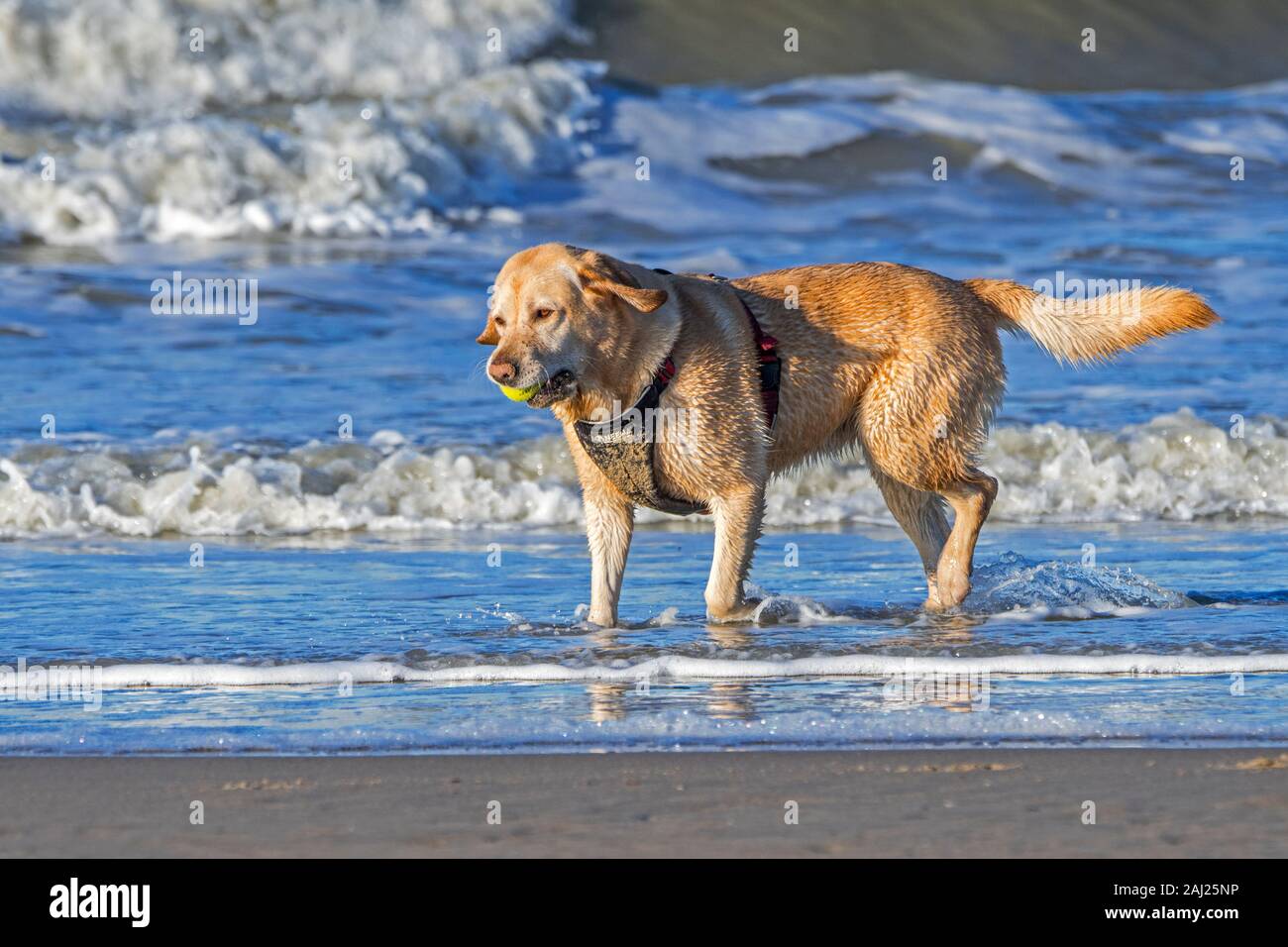 Dog Wearing Harness High Resolution Stock Photography And Images Alamy