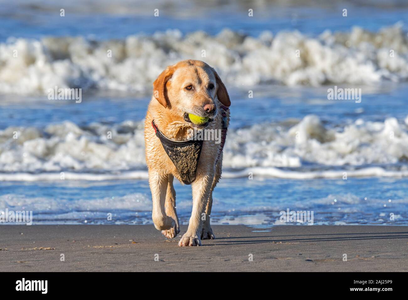 Unleashed blonde labrador retriever wearing dog harness and playing ...