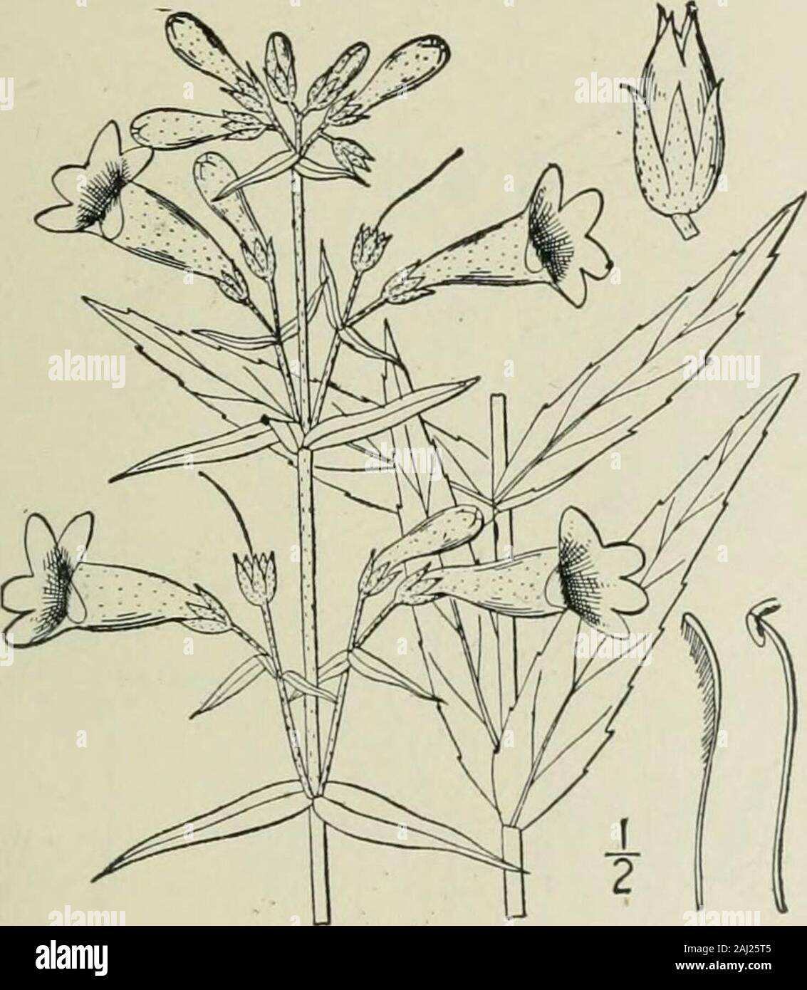 An illustrated flora of the northern United States, Canada and the British possessions : from Newfoundland to the parallel of the southern boundary of Virginia and from the Atlantic Ocean westward to the 102nd meridian . 9. Pentstemon gracilis Nutt. SlenderBeard-tongue. Fig. 3763. Pentstemon gracilis Nutt. Gen. 2: 52. 1818. Glabrous or very nearly so up to the glandular-pubescent inflorescence; stem slender, strict, 6-i8high. Basal and lower leaves linear-oblong orspatulate, mostly obtuse, denticulate, or entire,Is long, narrowed into margined petioles; upperleaves sessile, linear-lanceolate o Stock Photo