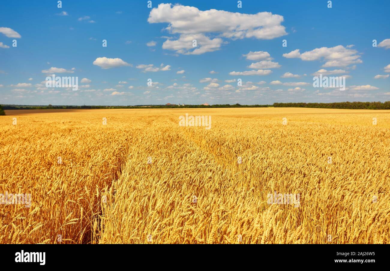 Field of Golden wheat under the blue sky and clouds Stock Photo - Alamy