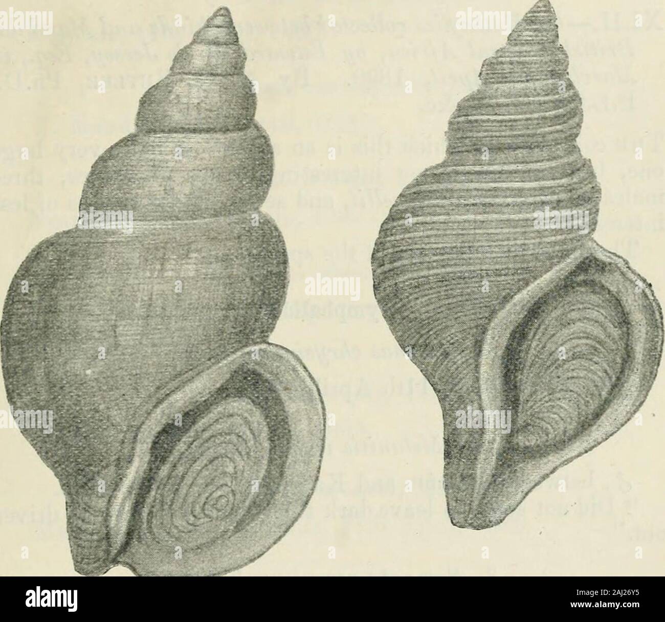 The annals and magazine of natural history : zoology, botany, and geology . iatissimum^ sp. n. Testa ovato-conica, crassa, albida, epidermide pallida tenuissimeinduta, spiraliter striata; spira elongato-conica, acutiuscula;anfraclus circiter 8-U, validc convcxi, Iotundati, sutura impressasejuncti, spiraliter densissimc inciso-striati, striis exiraia undu-latis ; anfractus lUtinius supra tumidus, infra leviter contractus ;apertura subovalis, alba, canali lato, brcvissimo ; columella anticerectiuscula, postica obliqua, in medio arcuata, callo crasso induta;labrum crassum, leviter reficxum, posti Stock Photo