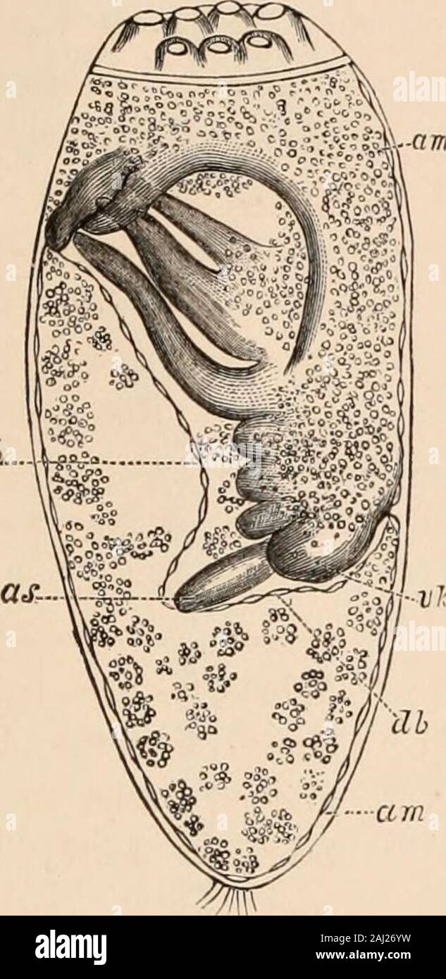 Tubercles Insect Guide to the study of insects, and a treatise on those injurious and ...
