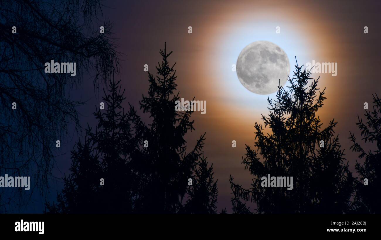 Round full moon rainbow corona. Moonlight on dark night sky. Orange moonrise. Spruce tree top silhouettes in forest evening dusk. Twilight scenic view. Stock Photo