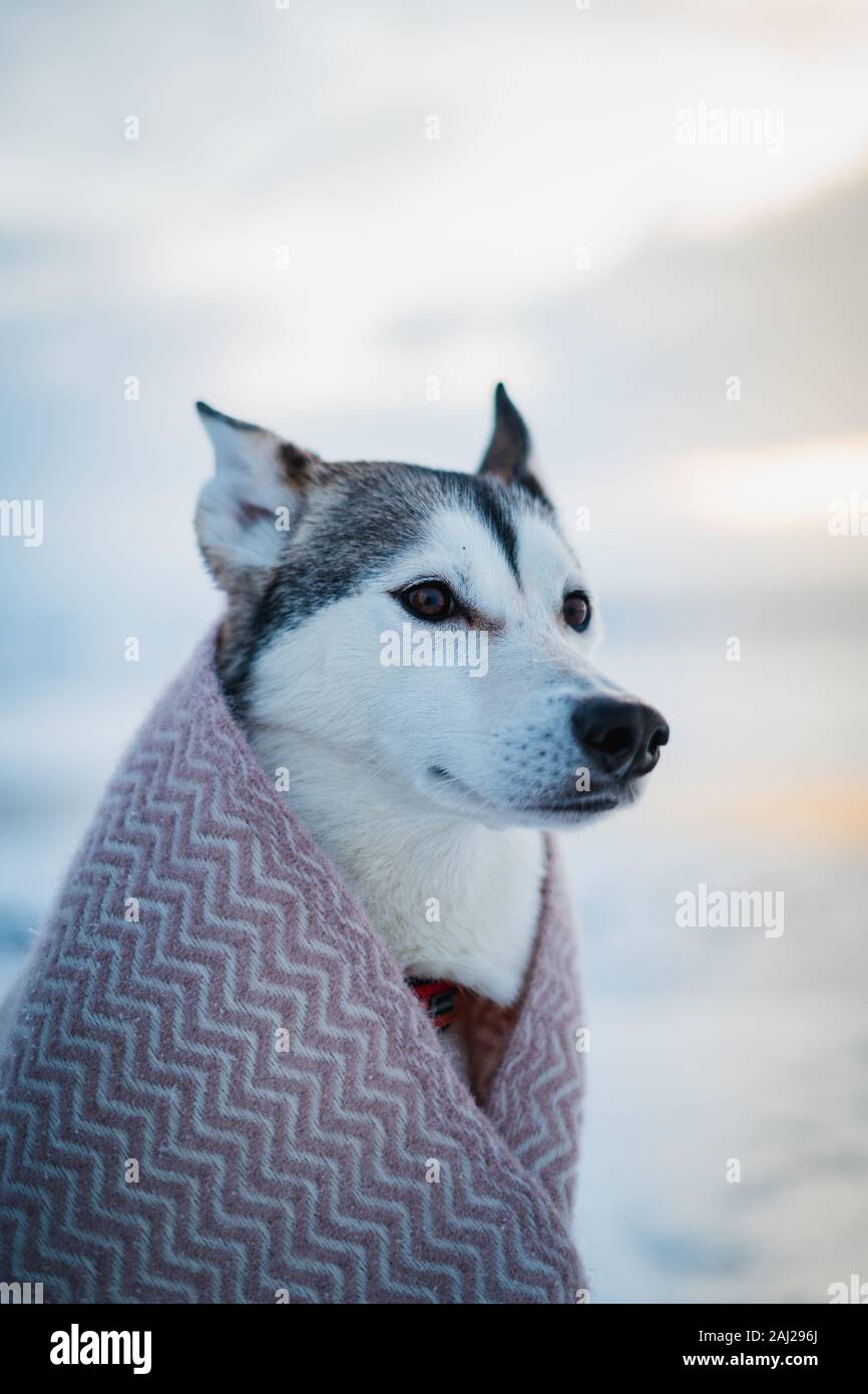 Beautiful outdoor husky dog covered in a blanket when winter. Best friend, winter time, cute female doggie. Dogs portrait in orange and teal tones Stock Photo