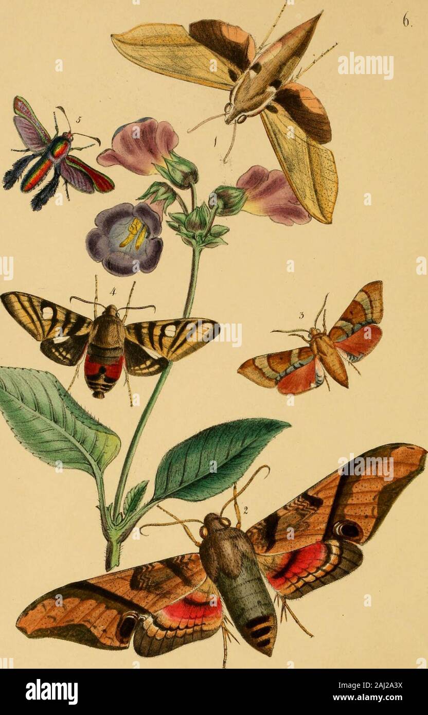 The cabinet of oriental entomology : being a selection of some of the ...