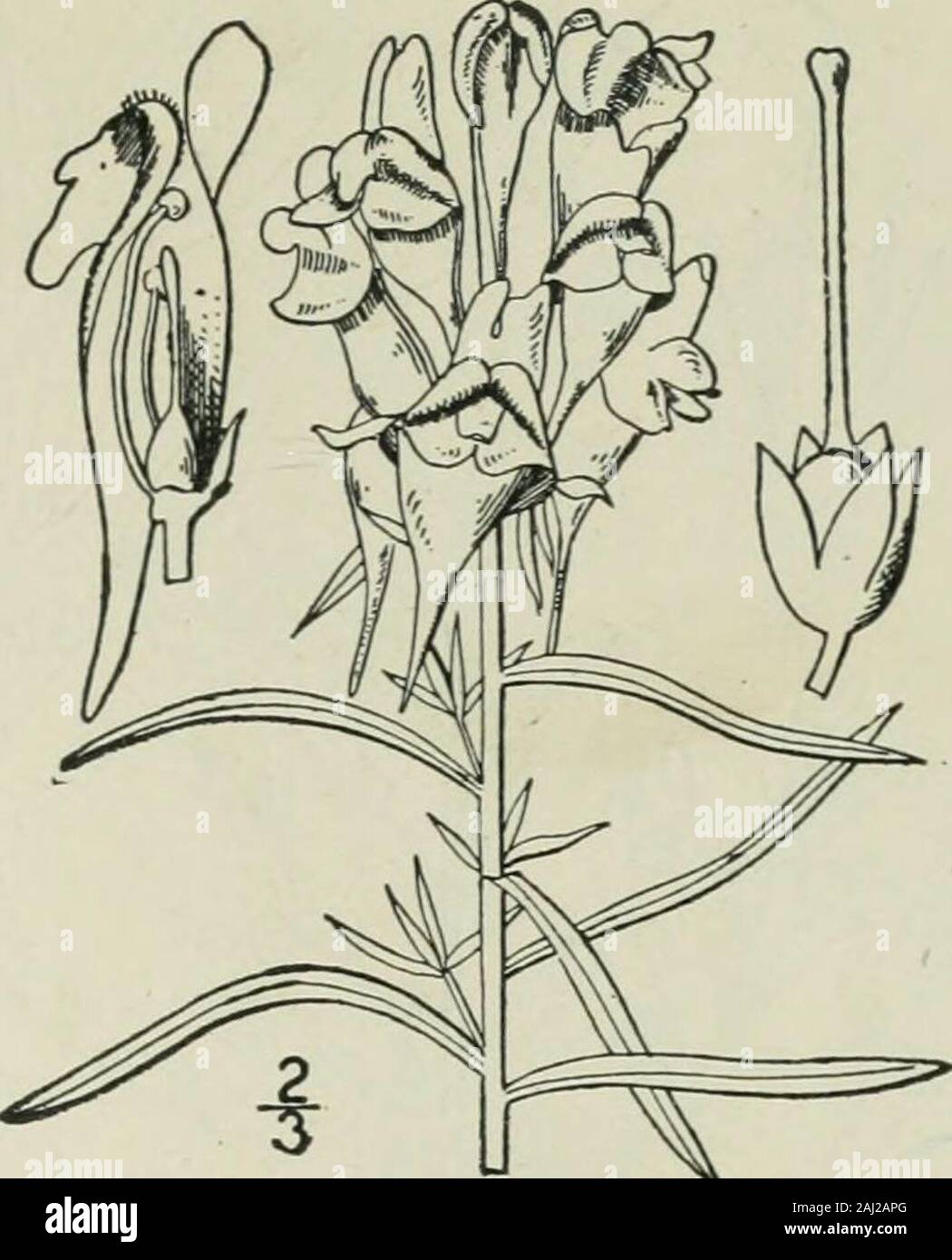 An illustrated flora of the northern United States, Canada and the British possessions : from Newfoundland to the parallel of the southern boundary of Virginia and from the Atlantic Ocean westward to the 102nd meridian . xweed. ^ Eggs and bacon. Yellow toad-flax. Impudent lawyer. Jacobs-ladder. Rancid. Wild flax or tobacco. Devils flax. Snap-dragon. Devils- flower. Dead mens bones. Bread and butter. Continental weed. Gallwort. Rabbit-flower. Widely distributed in temperate regions as a weed. Linaria genistaefolia (L.) Mill., found many years ago at thenorthern part of New York Island, and admi Stock Photo