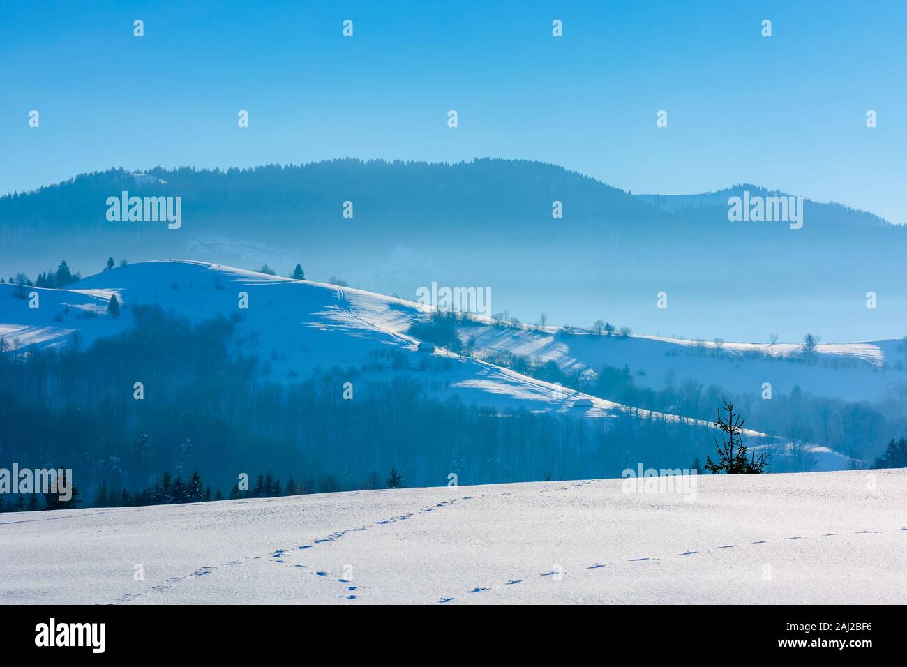 mountainous countryside in wintertime. trees on snow covered hills and meadows. wonderful weather on a bright sunny day in winter. beautiful carpathia Stock Photo