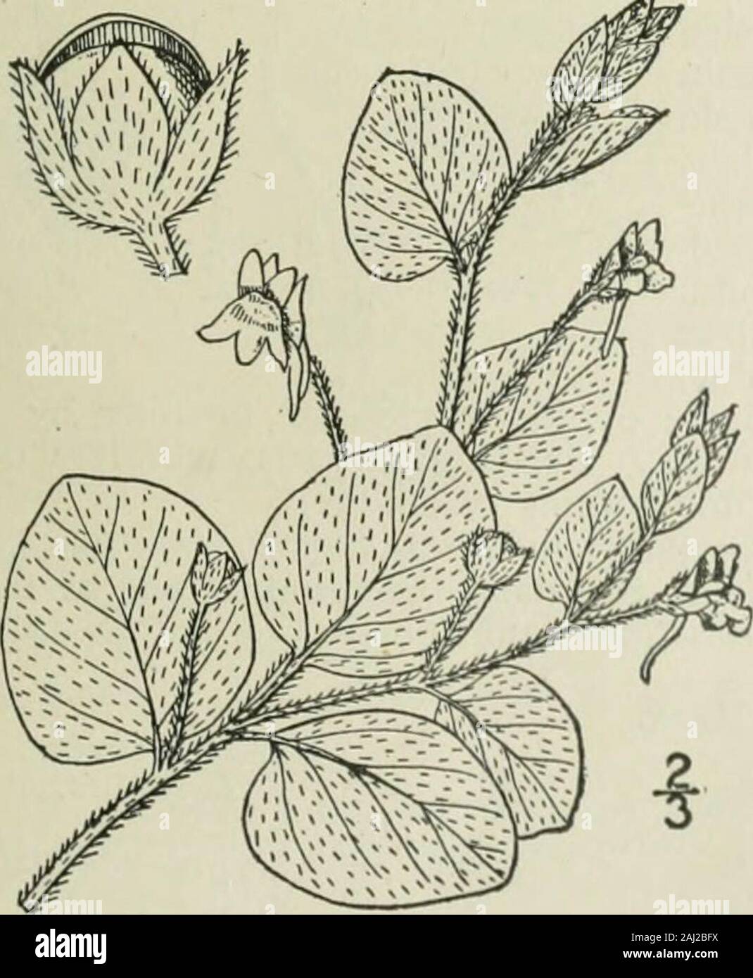 An illustrated flora of the northern United States, Canada and the British possessions : from Newfoundland to the parallel of the southern boundary of Virginia and from the Atlantic Ocean westward to the 102nd meridian . Leaves ovate-orbicular, cordate or rounded at the baseLeaves hastate. 1. K. spuria. 2. K. Elatine. I. Kickxia spuria (L.) Dumort. Round-leaved Toad-Flax. Fig. 3740.. Antirrhinum spuriuni L. Sp. PI. 613. 1753.Linaria spuria Mill. Gard. Diet. Ed. 8, no. 15. 1768.Kickxia spuria Dumont. Fl. Belg. 35. 1827.Elatinoides spuria Wettst. in Engl. & Prantl, Nat. Pfl.Fam. 4: Abt. 3b, 58. Stock Photo