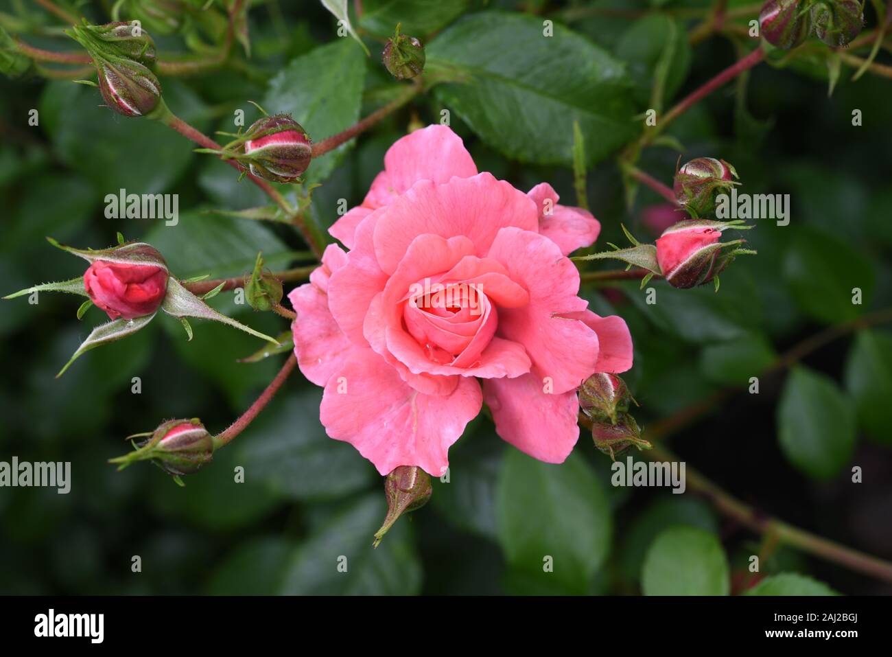Beautiful flower head of Kordes pink rose Bad Birnbach with buds in a garden with dark green background Stock Photo