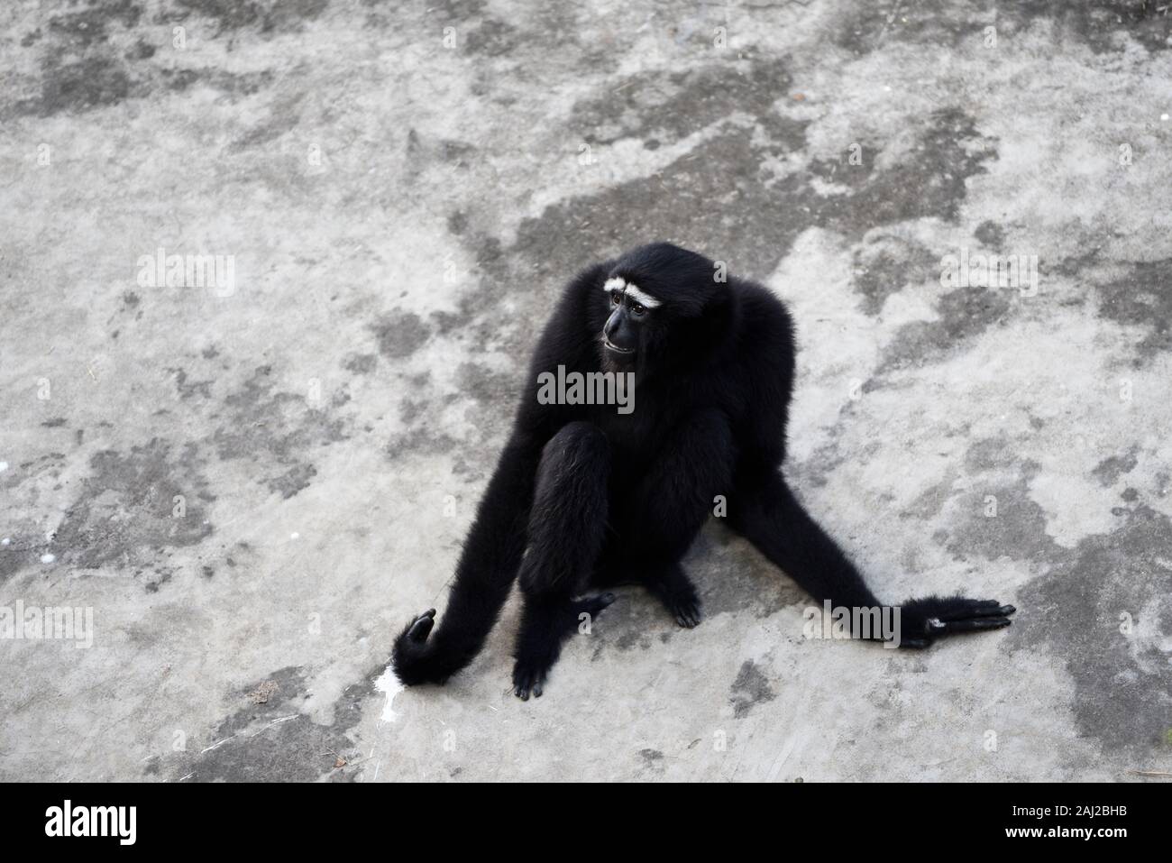Black Gibbon in a zoo Stock Photo