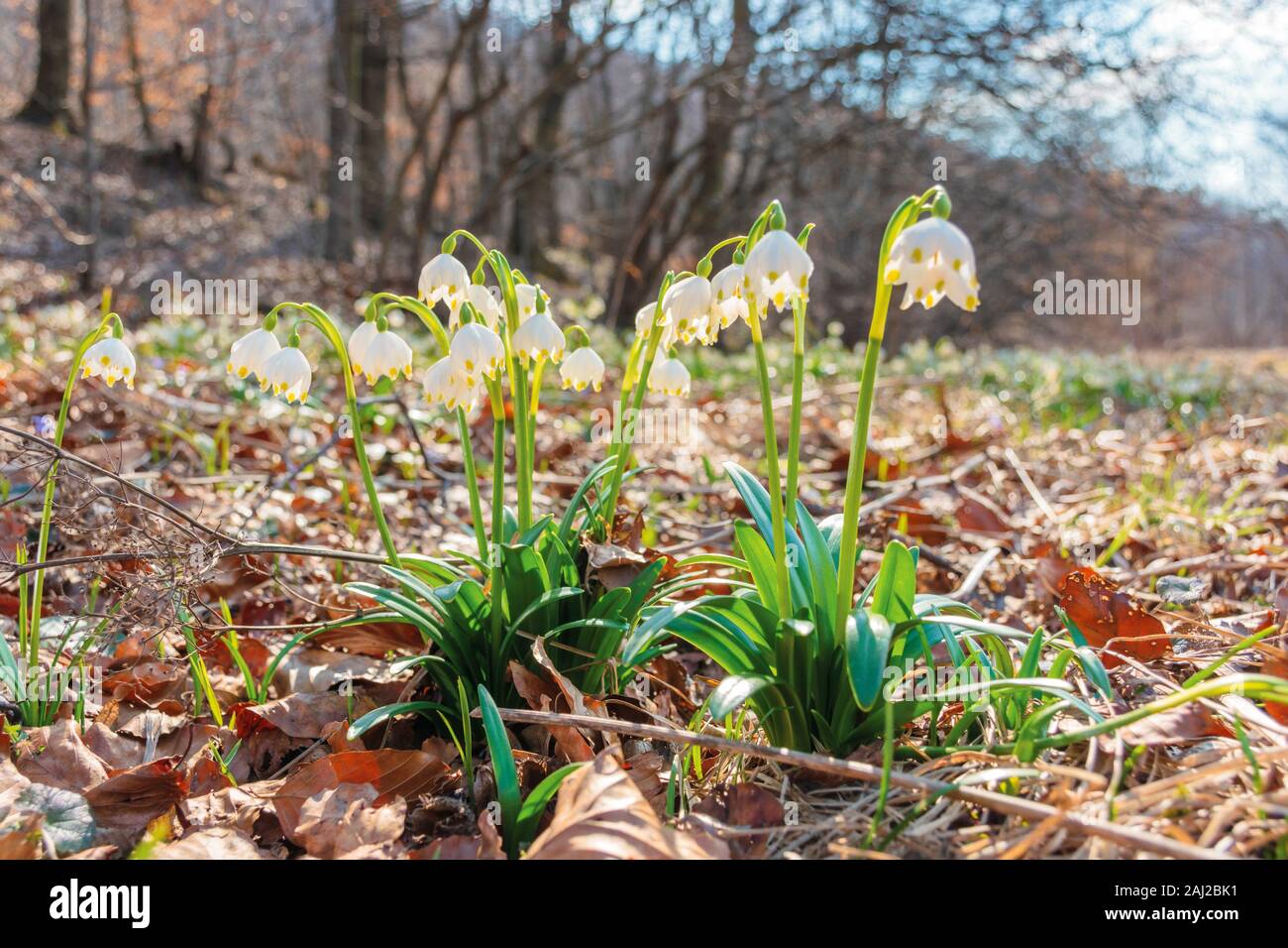 snowdrop flowers on the forest glade. sunny springtime scenery. white Leucojum aestivum bloom symbol of new beginnings and warm days Stock Photo