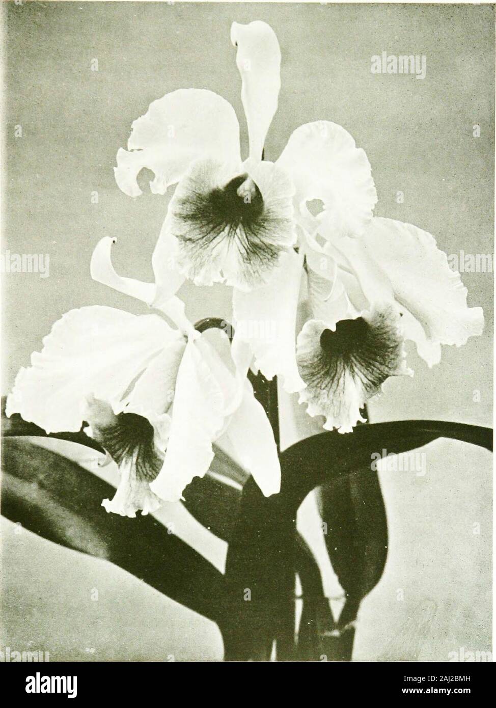 Orchids for everyone . x Epidendrum), Dia-l^elia (Diacrium x Lcelia), Epi-cattleya (Epidendrum x Cattleya), Epi-lcelia (Epidendrum x Lselia),Epi-phronitis (Epidendrum x Sophronitis), Odont-ioda (Odonto-glossum X Cochlioda), Odont-onia (Odontoglossum x Miltonia),Phaio-calanthe (Phaius x Calanthe), Phaio-cymbidium (PhaiusX Cymbidium), Schombo-cattleya (Schomburgkia x Cattleya),Sophro-cattleya (Sophronitis x Cattleya), Sophro-lselia (SophronitisX Laslia), Zygo-batemannia (Zygopetalum x Batemannia), Zygo-colax (Zygopetalum x Colax), and Zygonisia (Zygopetalum xAganisia). Anoectomaria (Anoectochilu Stock Photo