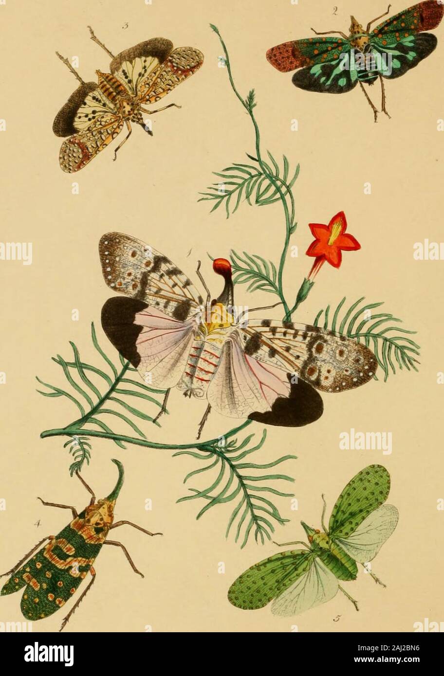 The cabinet of oriental entomology : being a selection of some of the ...