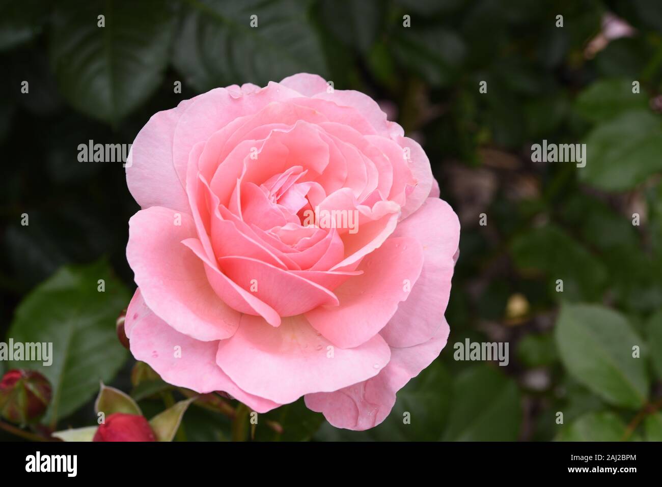 Beautiful flower head of Kordes light pink rose Flora Olomouc Kölner Flora in a garden with dark green background Stock Photo