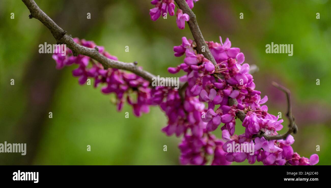 judas tree in blossom. purple flowers on the twigs. beautiful redbud background. Stock Photo