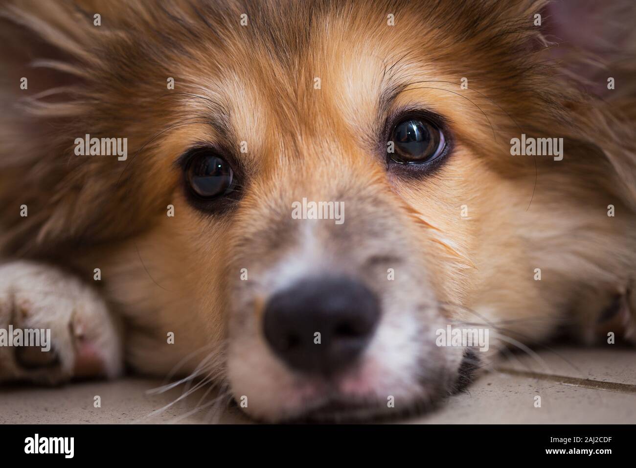 Little Cute Corgi Fluffy Puppy Close Up Portrait Stock Photo Alamy