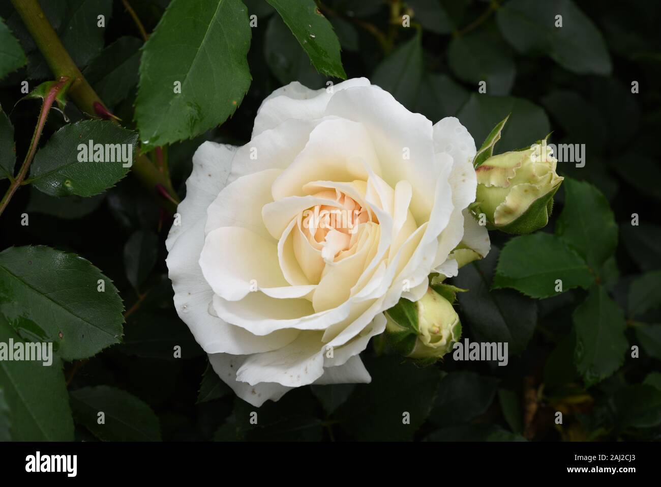 Kordes rose hi-res stock photography and images - Page 3 - Alamy