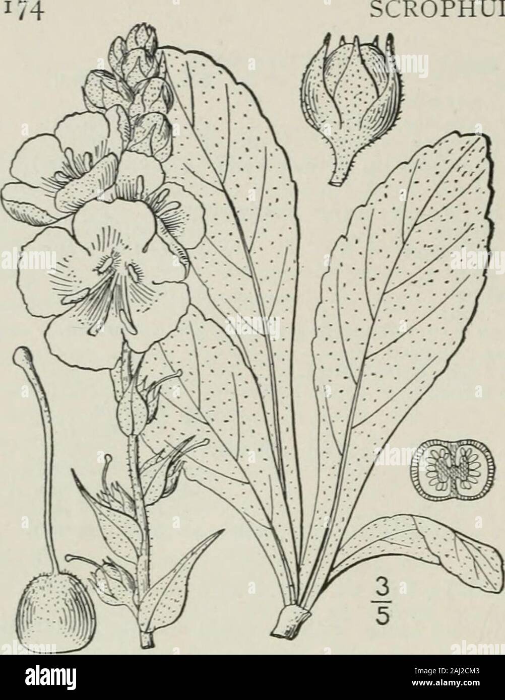An illustrated flora of the northern United States, Canada and the British possessions : from Newfoundland to the parallel of the southern boundary of Virginia and from the Atlantic Ocean westward to the 102nd meridian . SCROPHULARIACEAE. Vol. III. 2. Verbascum phlomoides L. Clasp-ing-leaved ^Mullen. Fig. 3736. Verbascum phlomoides L.Sp. PI. 1194. i7j3. Stem rather stout, usually simple, i°-4°high. Leaves oblong to ovate-lanceolate,crenate, crenulate, or entire, wooUy-tomen-tose on both sides, sessile or somewhatclasping, or slightly decurrent on the stem,or the lower often petioled with trunc Stock Photo