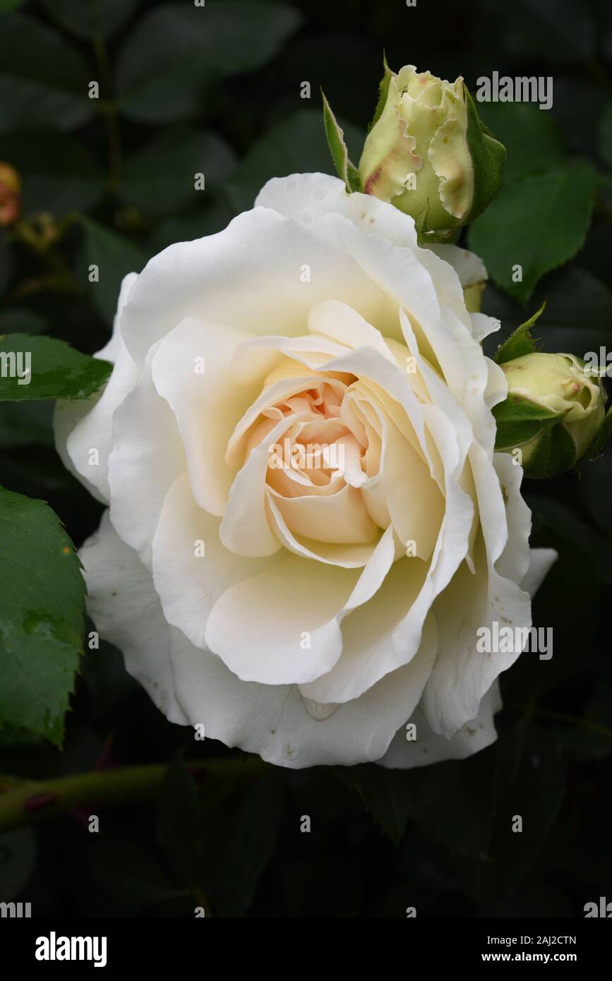 Beautiful Flower head of Kordes Rose KOSMOS Stock Photo