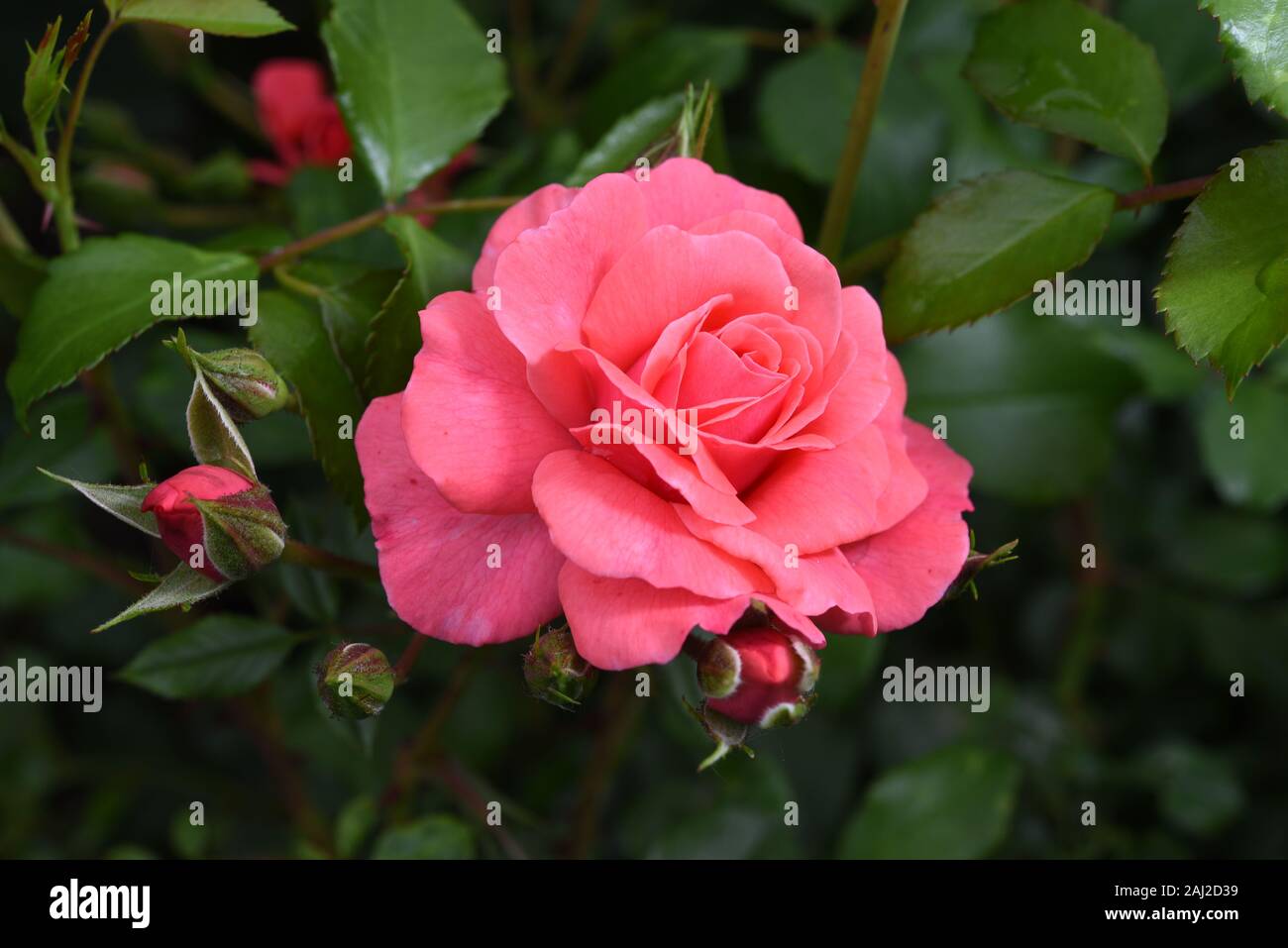 Beautiful flower head of Kordes pink rose Bad Birnbach with buds in a garden with dark green background Stock Photo