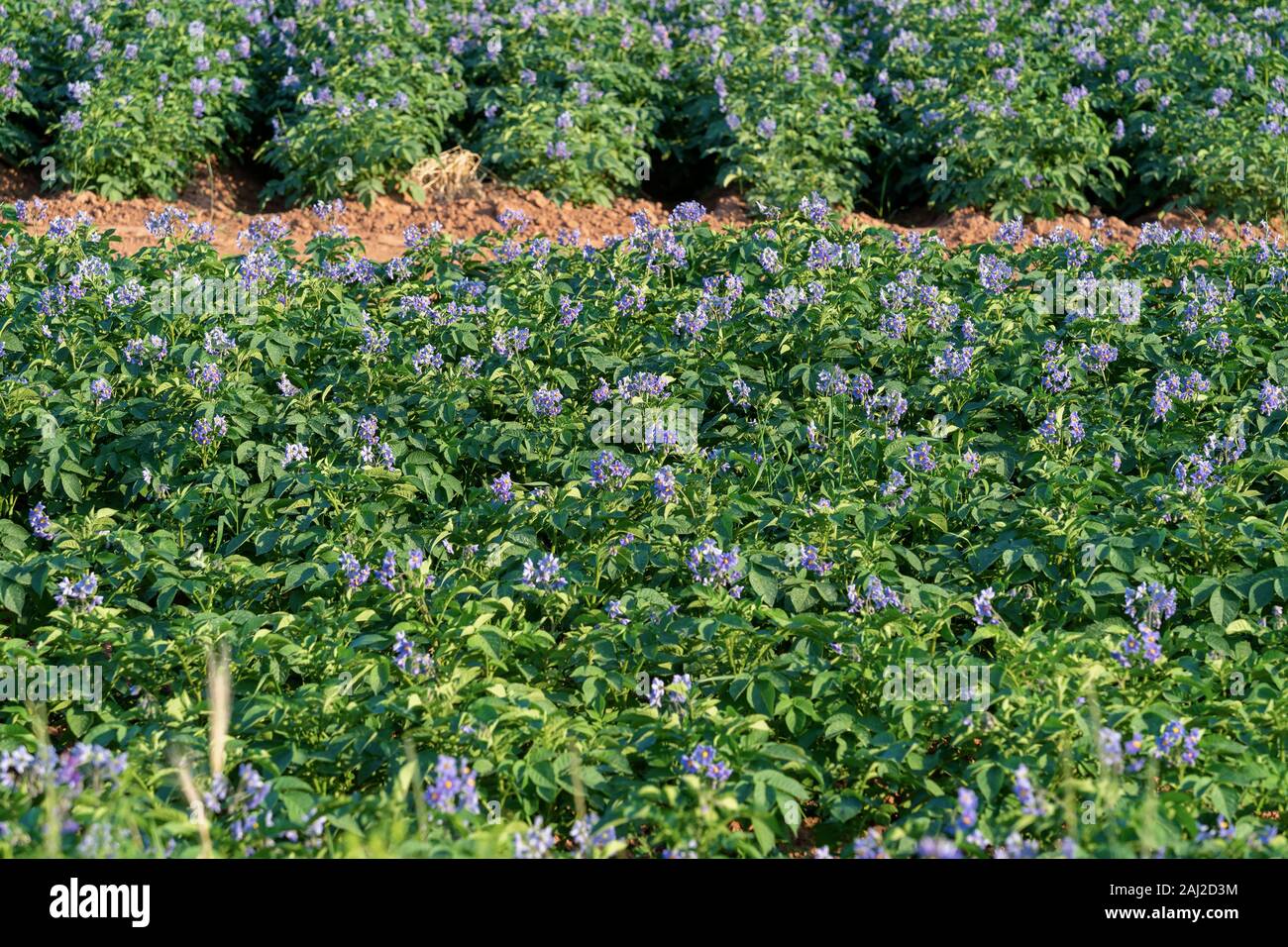 Purple flowering potatoes growing in a field in rural Prince Edward
