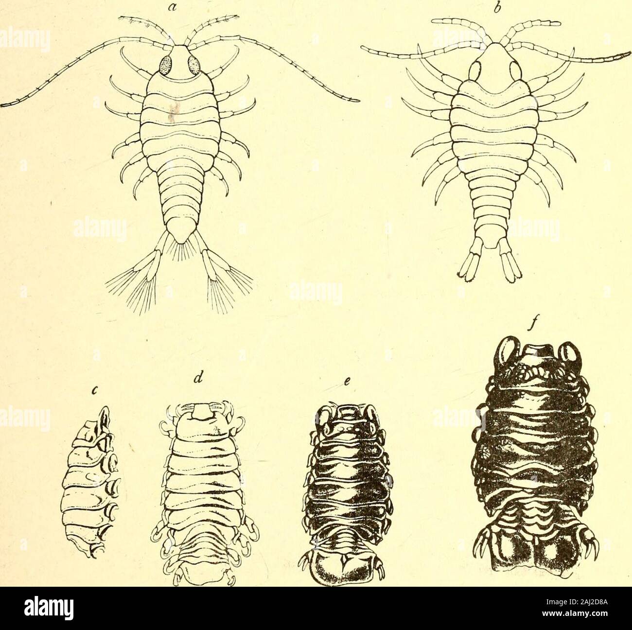 Marine isopods collected in the Philippines by the U.S fisheries steamer Albatross in 1907-08 . tapalo (near Capon),Peru. They were taken from the branchial cavity of Petrolisthesarmatus (Gibbes) which was found in oyster beds. Type-specimen.—Cat. No. 40133, U.S.N.M. ADDITIONAL ISOPODS KNOWN FROM PERU. ANILOCRA L^EVIS Miers. Anilocra L&vis Miers, Proc. Zool. Soc. London, 1877, p. 672, pi. 68, fig. 6.Localities.—Martinique; Peru. CYMOTHOA (ESTRUM (Linnaeus). (?) Oniscus cestrum Linnaeus, Syst. Nat., 12th ed., 1766, p. 1059.—Fabricius,Syst. Ent., 1775, p. 294. Cymothoa cestrum Fabricius, Syst. E Stock Photo