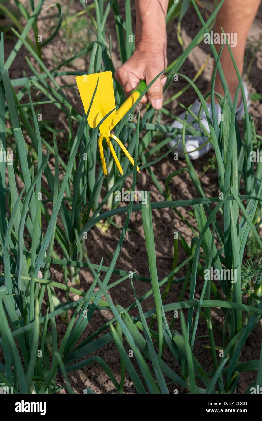 Gardener hands working in hobby garden Stock Photo - Alamy