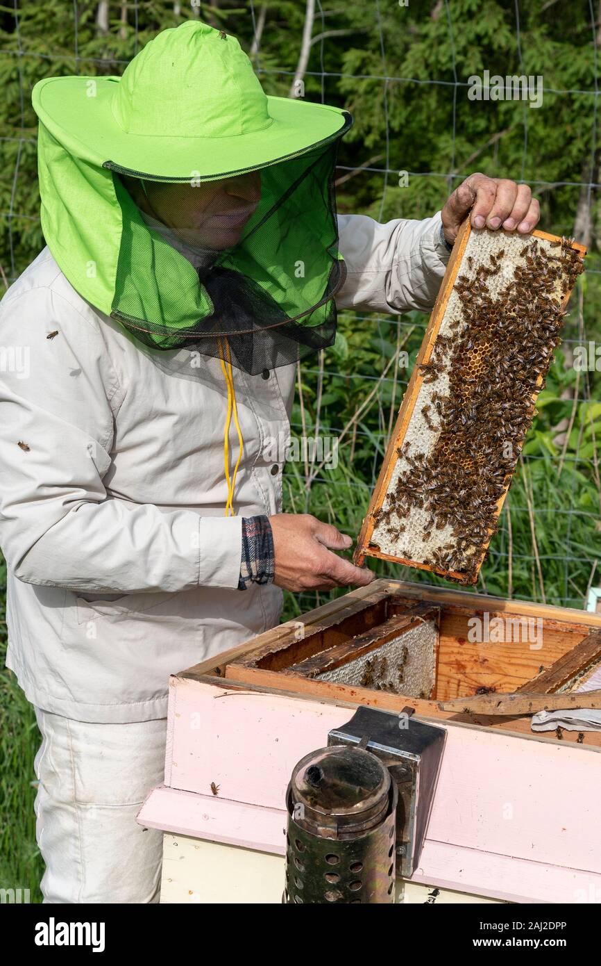 Beekeeper maintains his bee hives Stock Photo - Alamy