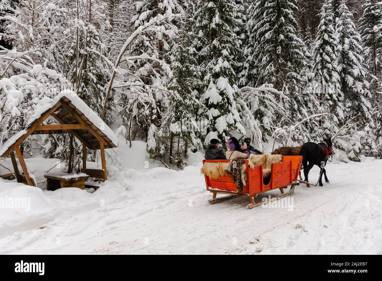 Synevyr national park, ukraine - 11 FEB 2018: winter holiday fun. riding horses in red open sleigh through forest. nature scenery with spruce trees in Stock Photo