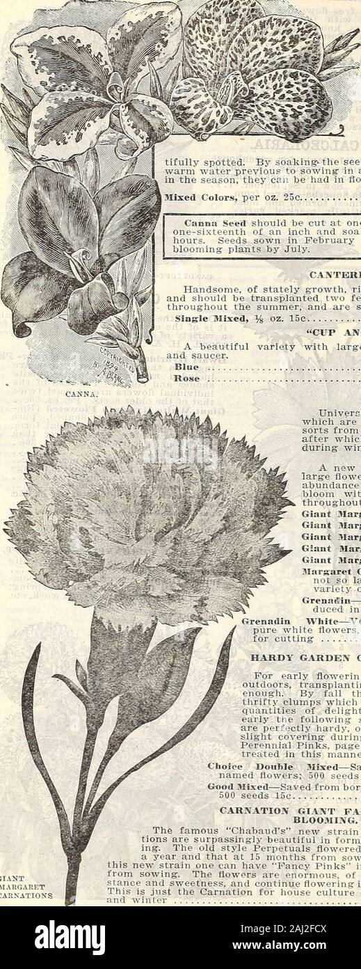 Farm and garden annual : spring 1907 . CALENDULA CAPE MARIGOLDS, 60 CURRIE BROTHERS COMPANY, MILWAUKEE, WIS. Canna Seed should be ciit at one of the ends to a depth ofone sixteenth of an inch and soaked in -warm water for 12hour-^ Seeds sown in February in the house v/ill produceblooming plants bj Julj.. CANNA. Large FloTvering French. Handsome plants for cen-ters of large beds or backribbons for border, as win-ter flOAvering- plants in potsthey are also of g-reatvalue. The foliage is lux-viriant and the plants aredwarf in habit. The flow-ers are of immense sizeand of very brilliant colors,ran Stock Photo