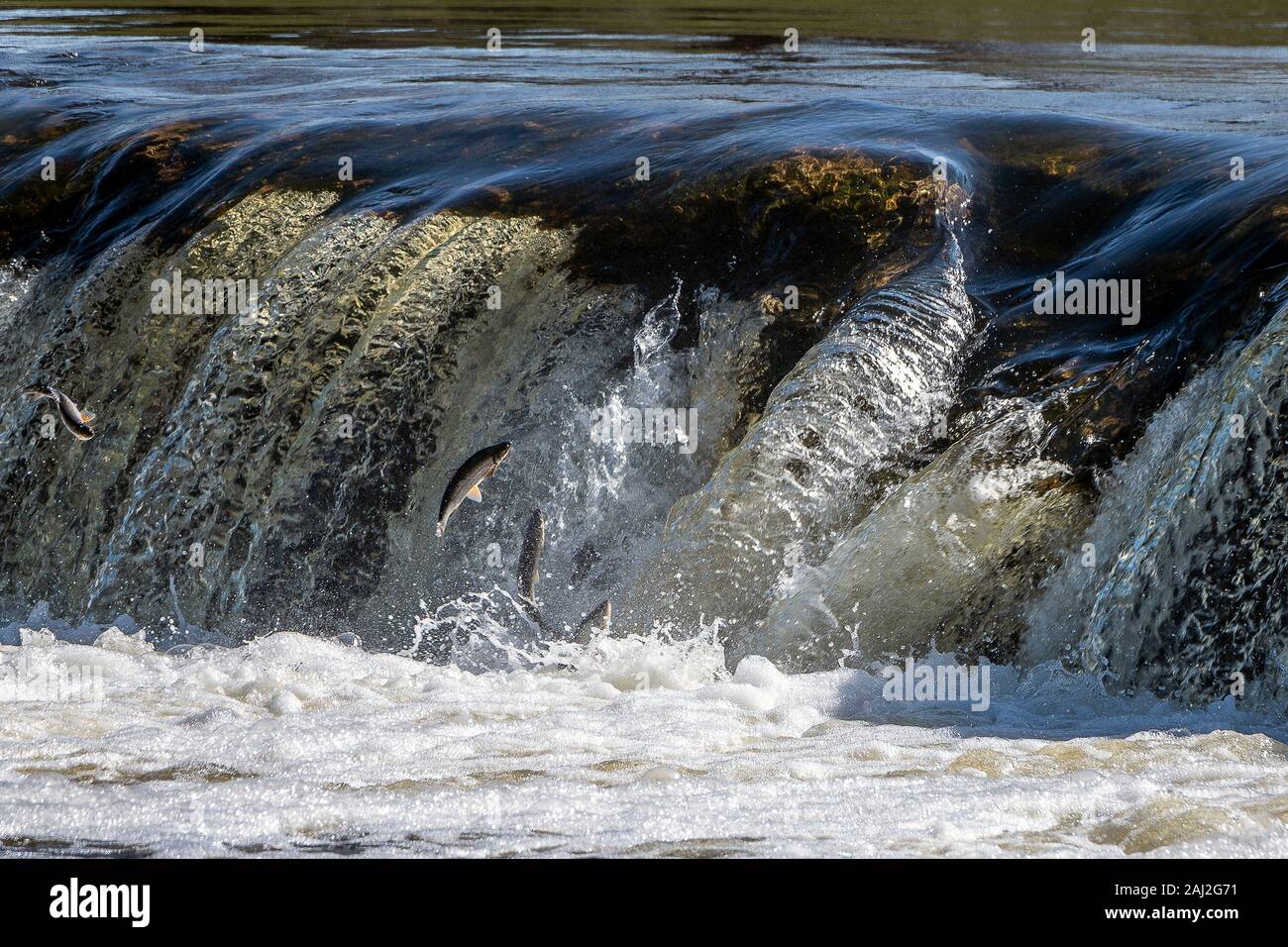 Jumping fish in waterfall Ventas rumba, Latvia. Stock Photo