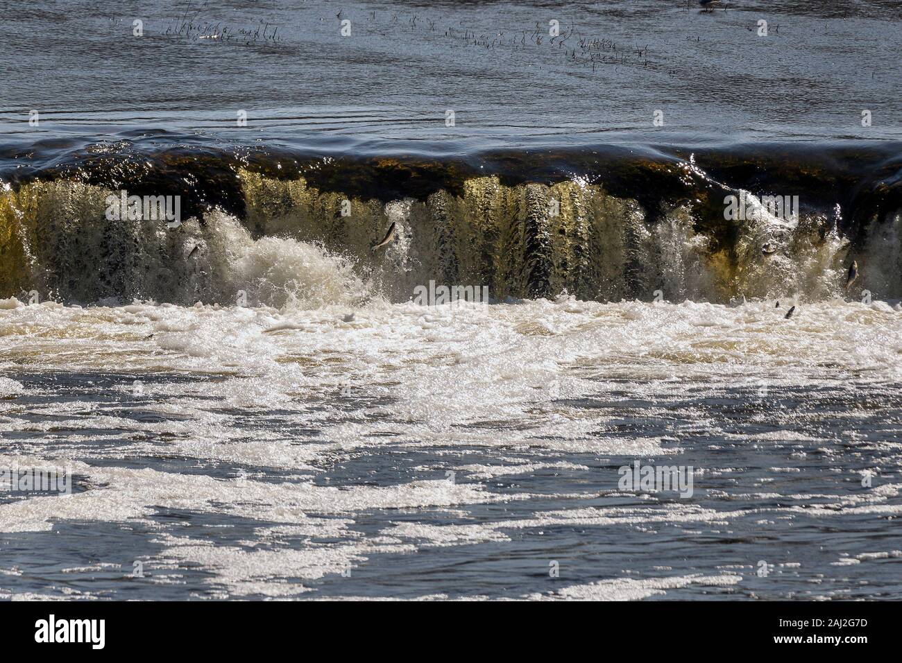 Jumping fish in waterfall Ventas rumba, Latvia. Stock Photo