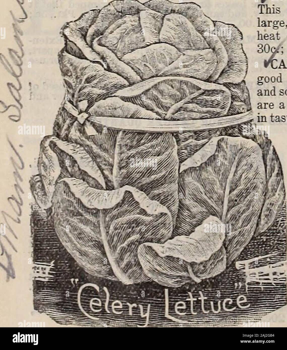 Livingston's seeds : 1902 'true blue' annual . heads silver white, compact, with beau-V lifully curled leave?. Pk^. oc: oz., lOc; i lb., 30c. W   (/fiarly White Caobagfe, or Phila. Butter— This Old Reliable variety is very tender, haslarge, solid, gi-eenish-white heads, and stands theheat extremelv well. Pkt., 5c.; oz., 10c.; i lb.,30c.: lb.. $1.00. ttALIFORNLA. CREAM BUTTER — Grand,good butter Lettuce. Heads of good size, roundand solid, outside medium green, within the leaves? .i^tTu-^^/ 3re a rich creamv-vellow color; rich and butterv^^J^tiii,»..uE  j;;i^  £^-^^ Pkt., 5c.;oz., lOc; Jlb.,30c Stock Photo
