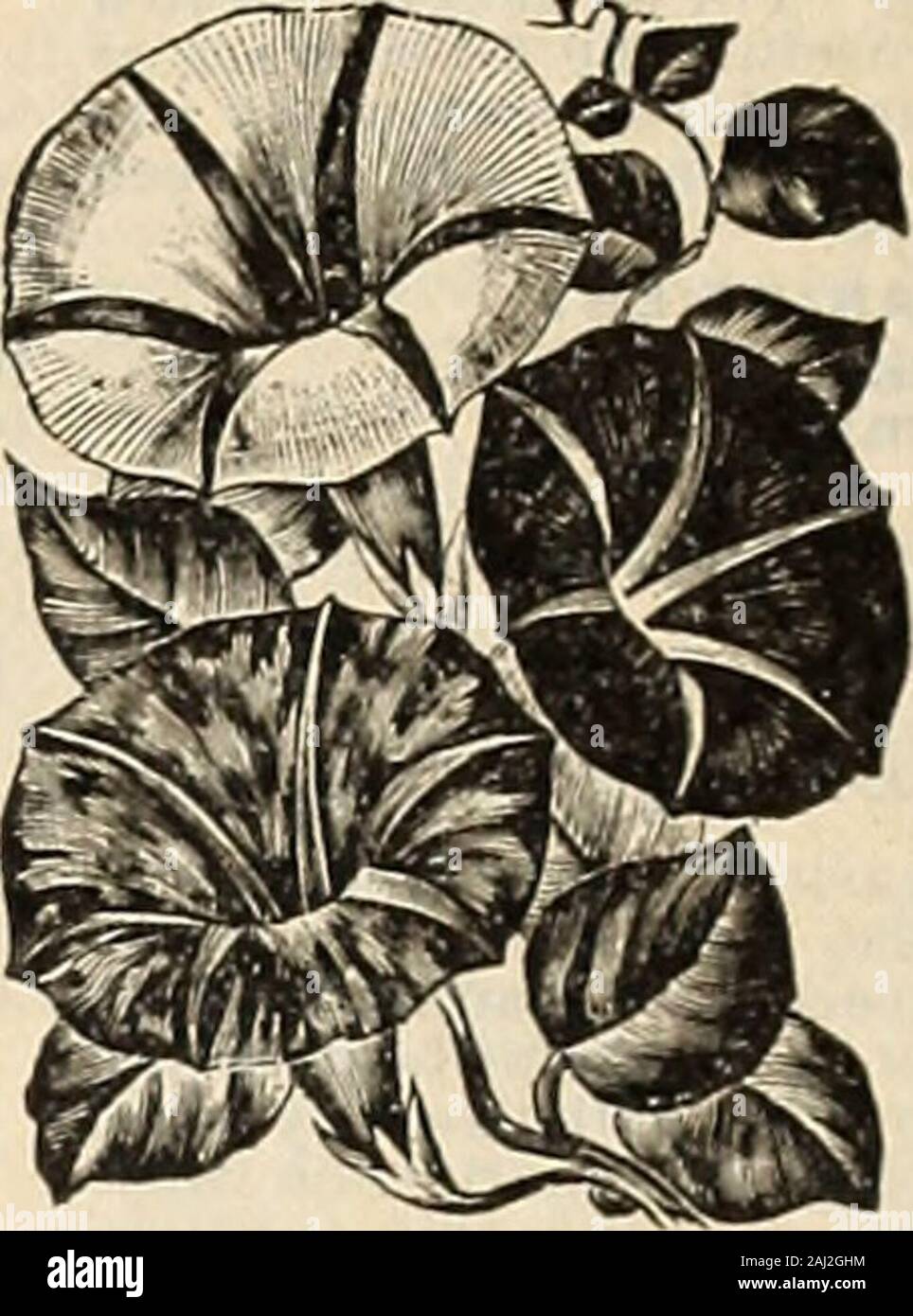 Seed annual . oliage, iike i)arsle ; line for ribbon beds. Sinches. 10Capensis fl. pi.—Double white flowers, splendid for bouquets, etc.. 5 MAURANDIA. Sgr^^^^ plants, blooming i)rofusely until latein the aiitnmn; also line for the conser-vatory or greenhouse : if desired for thehouse take up before ajiproach of frost.A half-hardy iHUennial. flowering thefirst season if sown early. One of th-most ]iopular i liniliers. 10 feet.Mixed, Choice.ink ; fine forgreenhouse or moist, shaav situations;half-hardy perennials; blooms the first ^-^i Randia. vear from seed if sown early. Heed is very small an Stock Photo