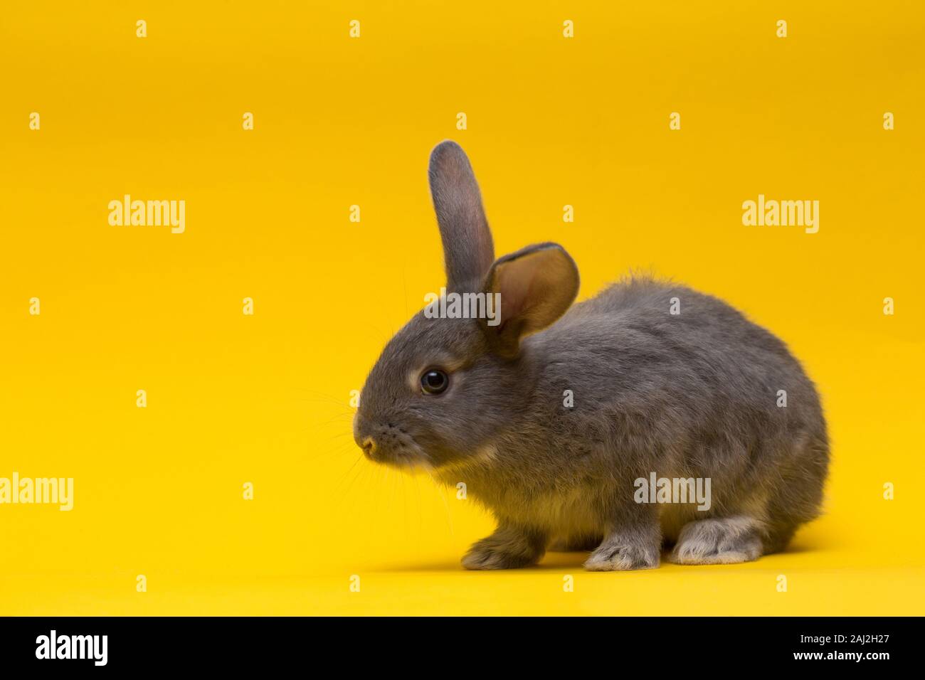 little Gray rabbit on a yellow background Stock Photo - Alamy