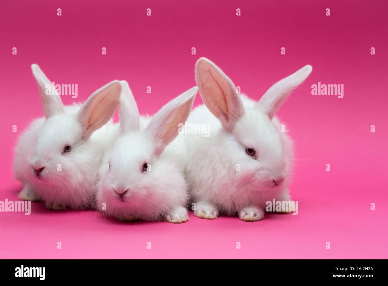 three little white rabbit on a pink background Stock Photo - Alamy