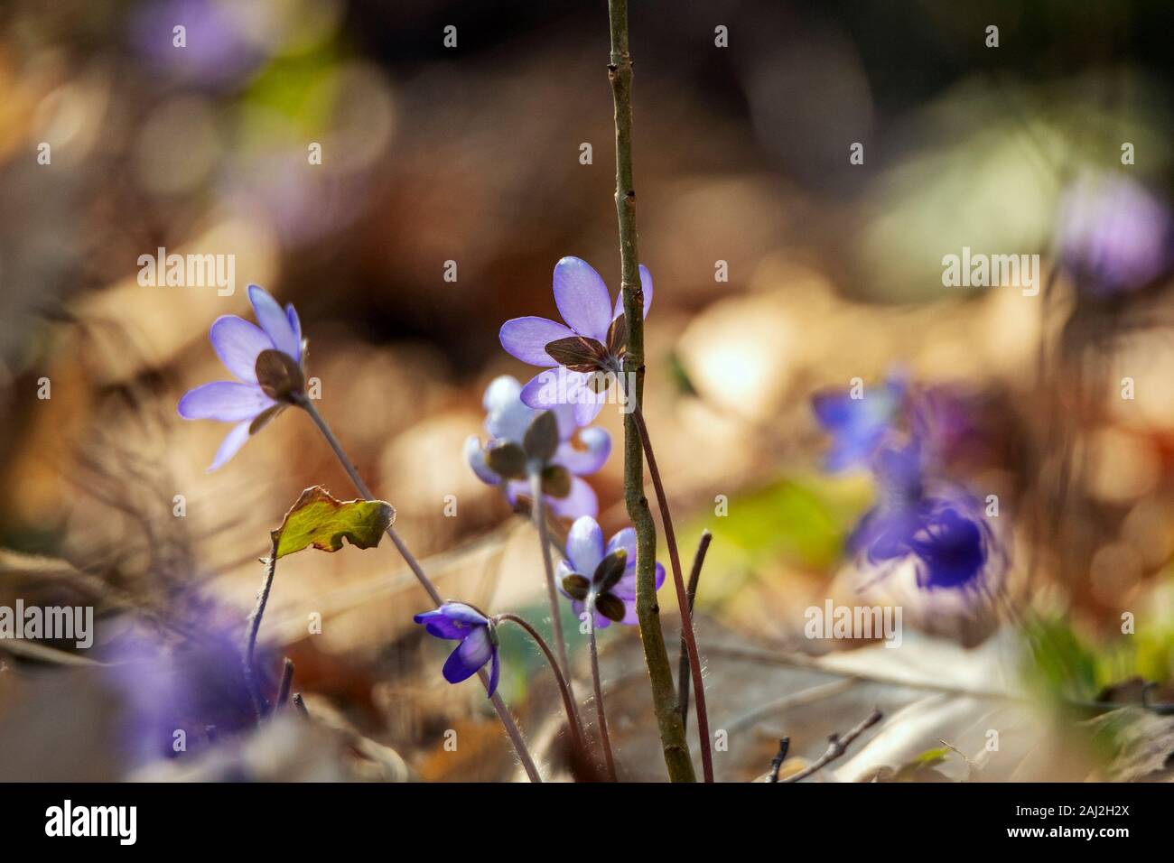 Spring flowers in the forest Stock Photo - Alamy