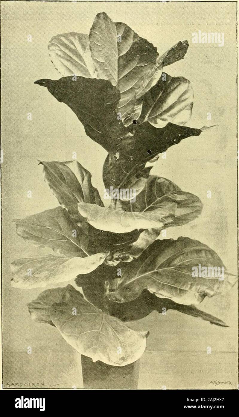 The Gardeners' chronicle : a weekly illustrated journal of horticulture and allied subjects . .In Class 112 (ten Crotons), M. Delaruve Cardon 284 THE GARDENERS CHRONICLE. [Mat 2, 1903. again succeeded in taking the 1st prize : the 2nd fallingto LEtablissement Dall£.(E, of Ledeoerg, Gbcnt. DRAC-ENAS AND BEOMELIAD3.were well shown, and very effective. In Class 115(twenty-five Dracrcnas), M. Draps Dom. of Latken,iamed for his success as a grower of ornamental plants,pecured 1st prize with a very fine lot: the 2nd going toM. L. de Noeile. of Mont St. Amand ; and the 3rd toM. Wattecamps-Syvei.len, Stock Photo