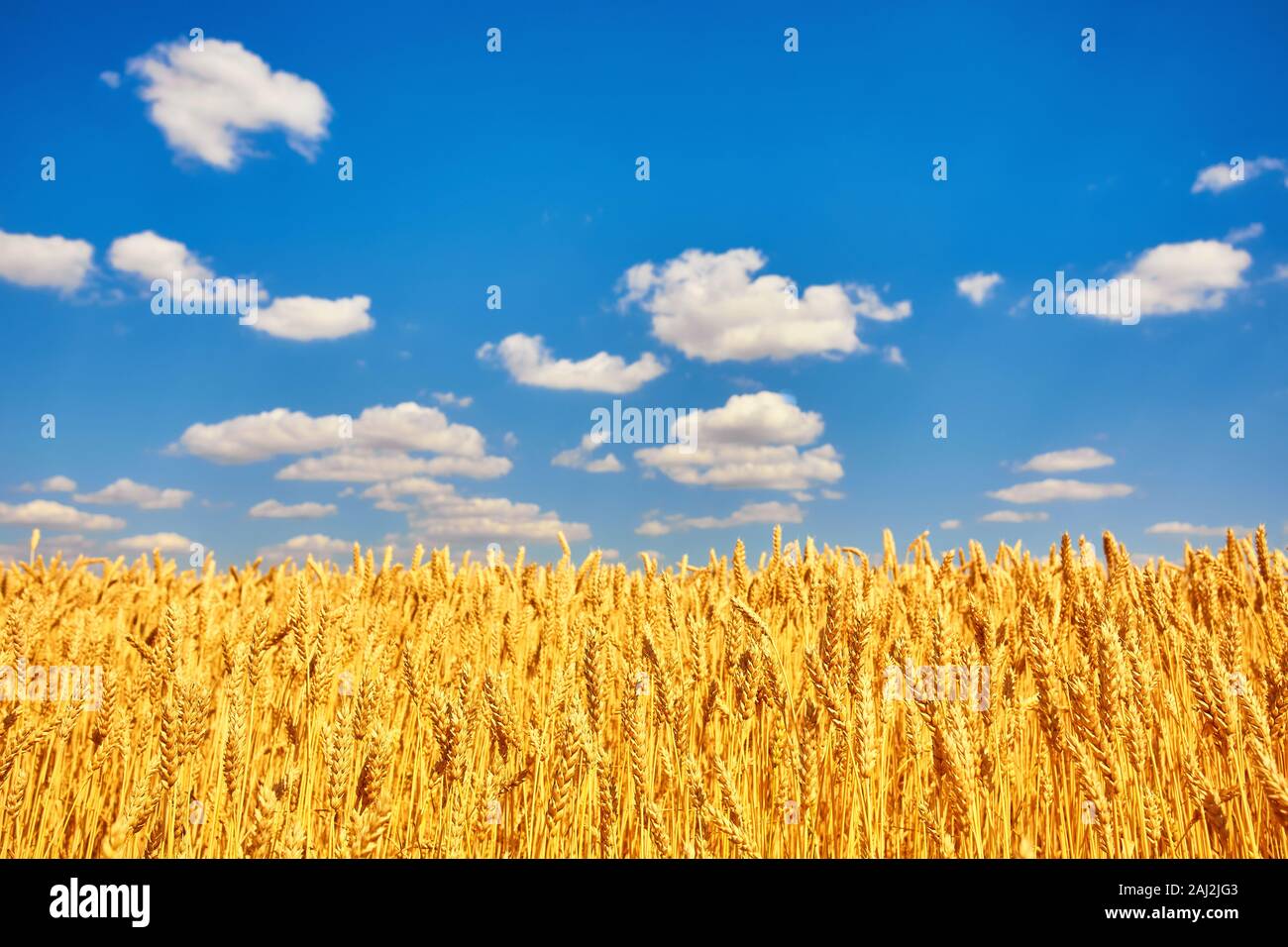 Field of Golden wheat under the blue sky and clouds Stock Photo - Alamy