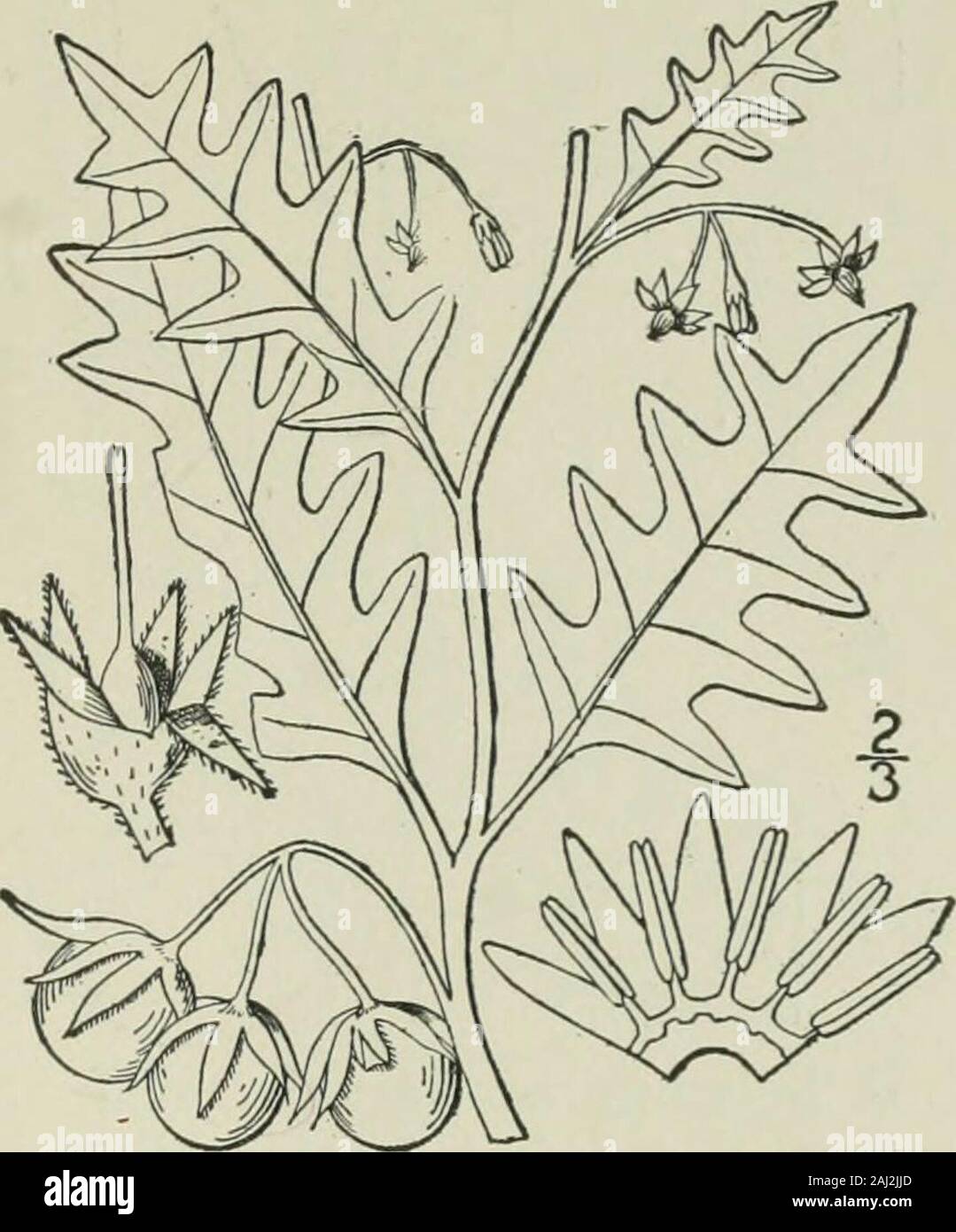 An illustrated flora of the northern United States, Canada and the British possessions : from Newfoundland to the parallel of the southern boundary of Virginia and from the Atlantic Ocean westward to the 102nd meridian . Genus 6. POTATO FAMILY. 165 Solanum villosum (L.) Mill., with coarsely den-tate leaves, the pubescence villous and somewhatviscid, has been found in ballast about the seaports. 2. Solanum triflorum Nutt. Cut-leavedNightshade. Fig. 3718. Solanum triflorum Nutt. Gen. i : 128. 1818. Annual, sparingly pubescent with simple hairs,or glabrous; stem branched, i°-3° high. Leavespinnat Stock Photo
