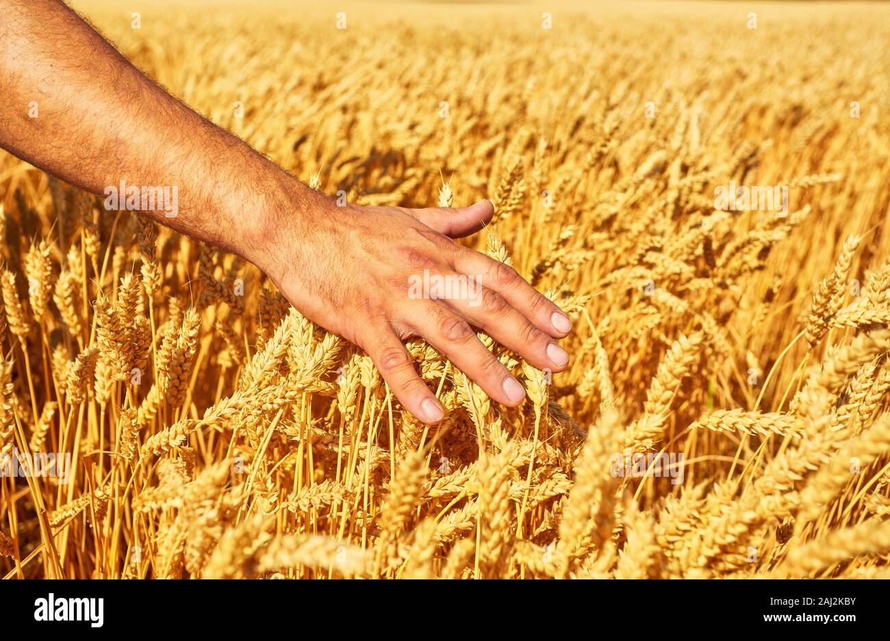 Farmer hand wheat. the concept of a rich harvest. With sunset