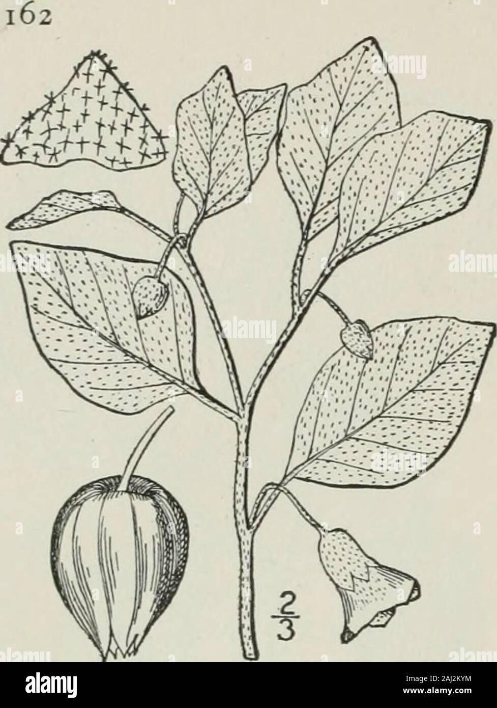 An illustrated flora of the northern United States, Canada and the British possessions : from Newfoundland to the parallel of the southern boundary of Virginia and from the Atlantic Ocean westward to the 102nd meridian . SOLANACEAE. Vol. III. 17. Physalis viscosa L. Stellate Ground-Cherry, Yellow-henbane. Fig. 3712. Physalis viscosa L. Sp. PI. 1S3. 1753. Physalis pennsylvanica L. Sp. PI. Ed. 2, 1670. 1763. Perennial from a slender creeping rootstock; stemsslender, creeping, with a dense ashy stellate pubes-cence, or in age rarely glabrate. Leaves elliptic,oval or ovate, obtuse, thinish, entire Stock Photo