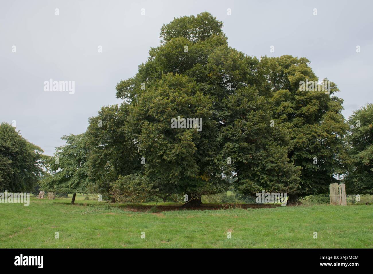 Large Leaved Linden or Lime Tree (Tilia platyphyllos) in Parkland in Rural Devon, England, UK Stock Photo