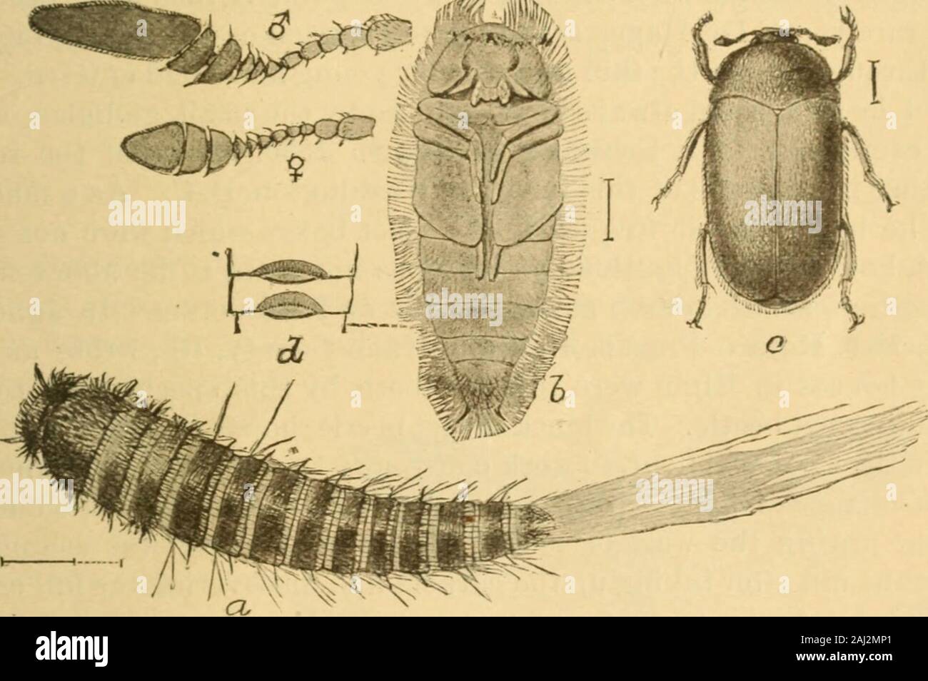 Principal household insects of the United States . practice of laying ...