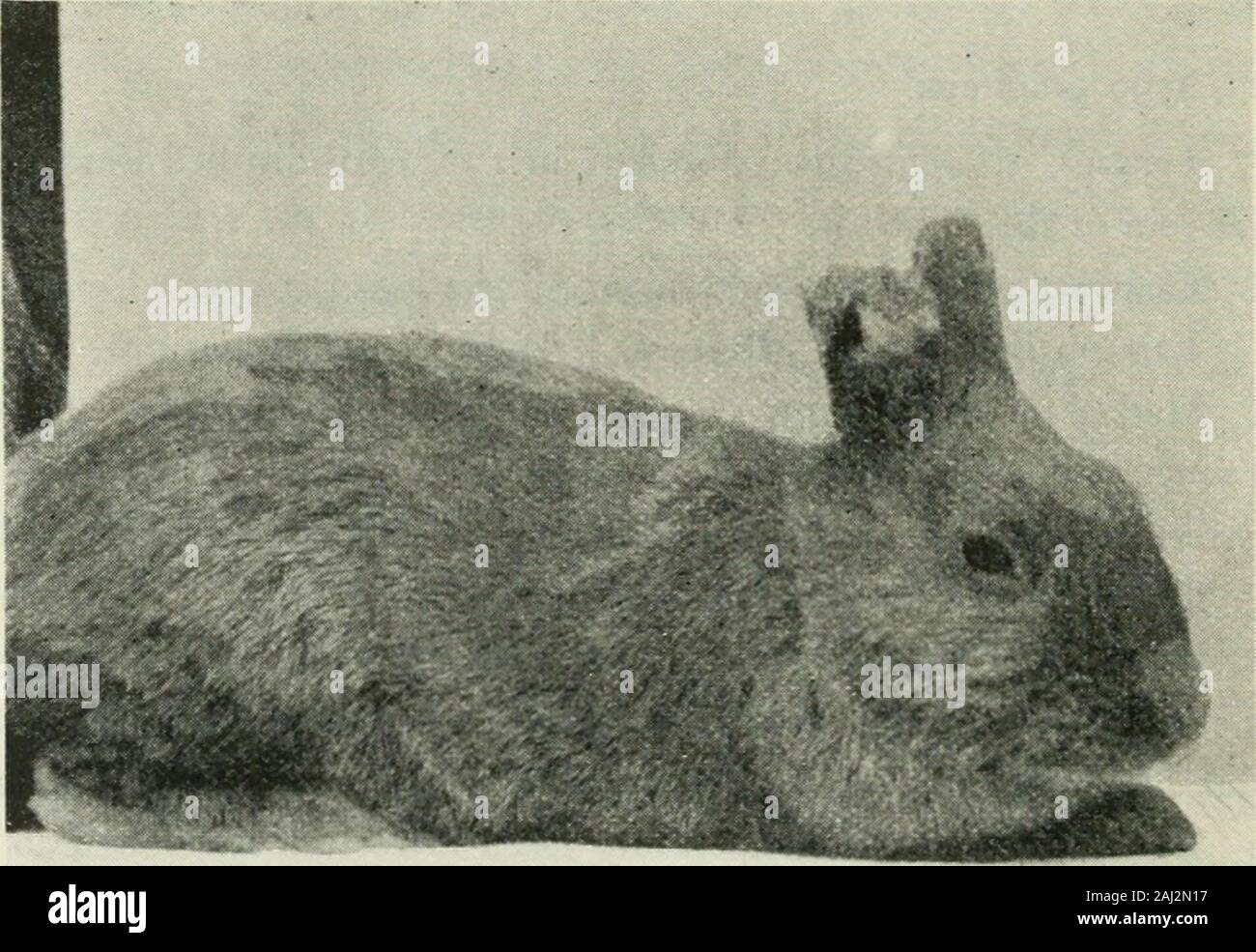The Biochemical journal, 1907 . this connexion, that Zutz (36), with a commercial specimenof Cornutin citrate, observed no rise of temperature in a guinea-pig, which, after aninjection of 10 mgms., recovered in ij hours. (2) Rabbit, 1410 grammes. 12.4 p.m. I mgm. of ergotoxine phosphate dissolved in 0*5 c.c. of distilled water injected into right ear-vein.12.12 p m. No symptoms except very rapid respiration and prominence of the eye-balls.1.10 p.m. Respiration still rapid. Jerky movements begin.2.0 p.m. Recovered. (3). Rabbit, 1420 grammes. 11.55 ^-n^- 2 mgms. ergotoxine, dissolved in I c.c. d Stock Photo