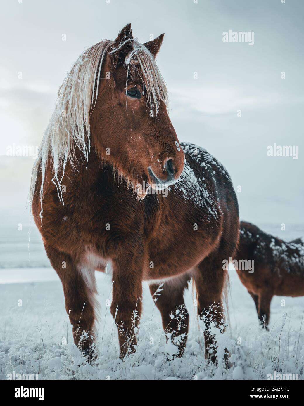 Icelandic horses are very unique creatures for the Iceland. These horses are more likely ponies but quite bigger and they are capable of surviving Stock Photo
