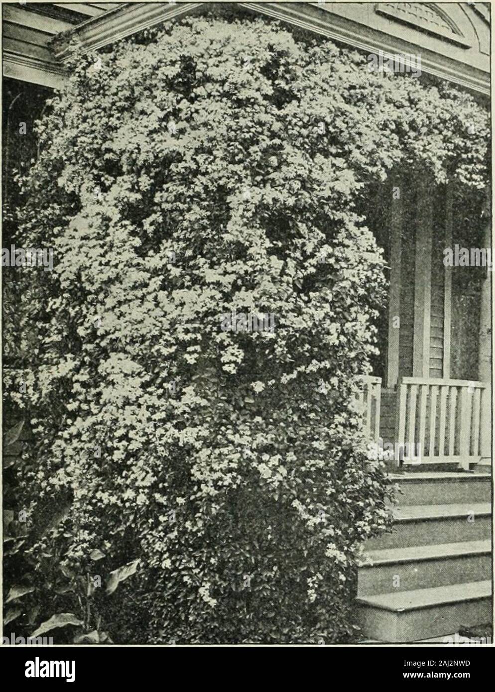Vick's garden and floral guide . CALIFORNIA PRIVET James Vicks Sons, Seedmen, Rochester, N. Y. Hardy Climbers 73. CLEMATIS PAXICULATA AMPELOPSIS Veitchii (Japanese or Boston Ivy.) This hardy variety clings firmly tothe side of a house or wall, and will soon form a perfect mass of foliage. Theleaves overlap with wonderful regularity. In autumn this beautiful climberassumes its greatest beauty, changing until it is a glowing mass of the brightestshades of crimson, scarlet, and orange. Hardy. Strong vines, 25 cents ; twofor 40 cents : dozen, $2.00. Quinquefolia, or Virginia Creeper. Sometimes cal Stock Photo